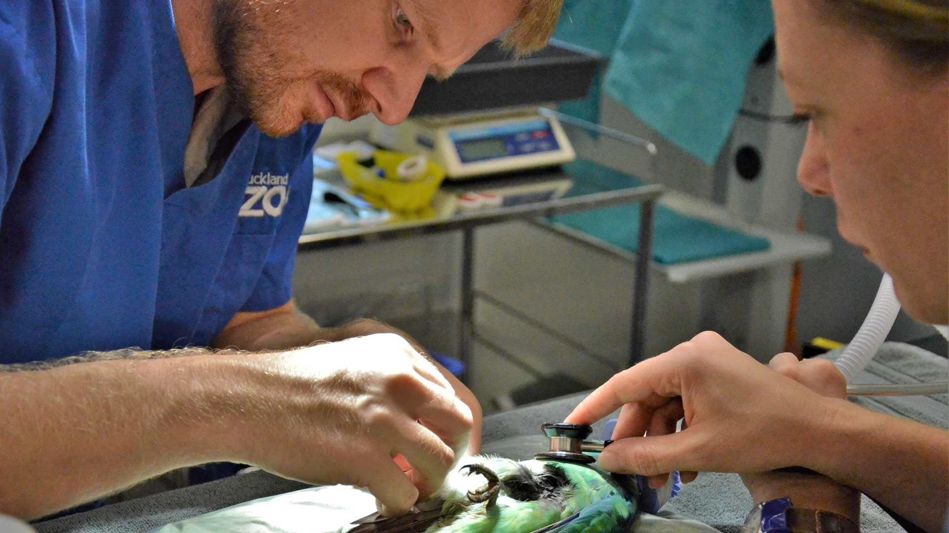 Zoo Careers - Enhanced